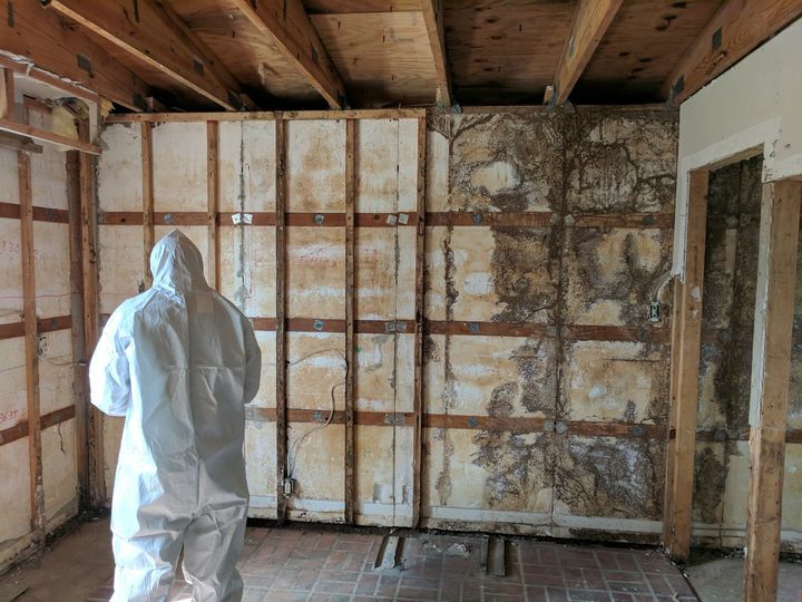 Mold Removal St. Louis MO